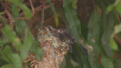 hungriges kolibri-küken wartet im nest auf seine mutter und als sie ankommt, öffnet es sein maul, um futter in zeitlupe zu füttern, nahaufnahme