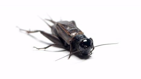 angled shot of a black field cricket sitting on a white background