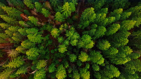 circling above the tops of bright green tops of pine trees. drone footage above the forest at daytime.