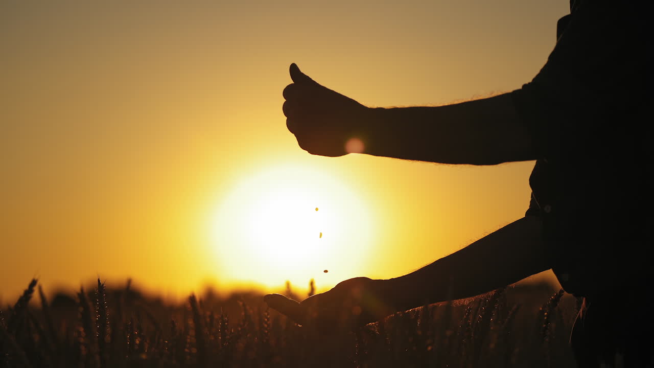 Hands with seeds against golden sunset. Silhouette of man's hands pouring ripe grains on the bright setting sun background.