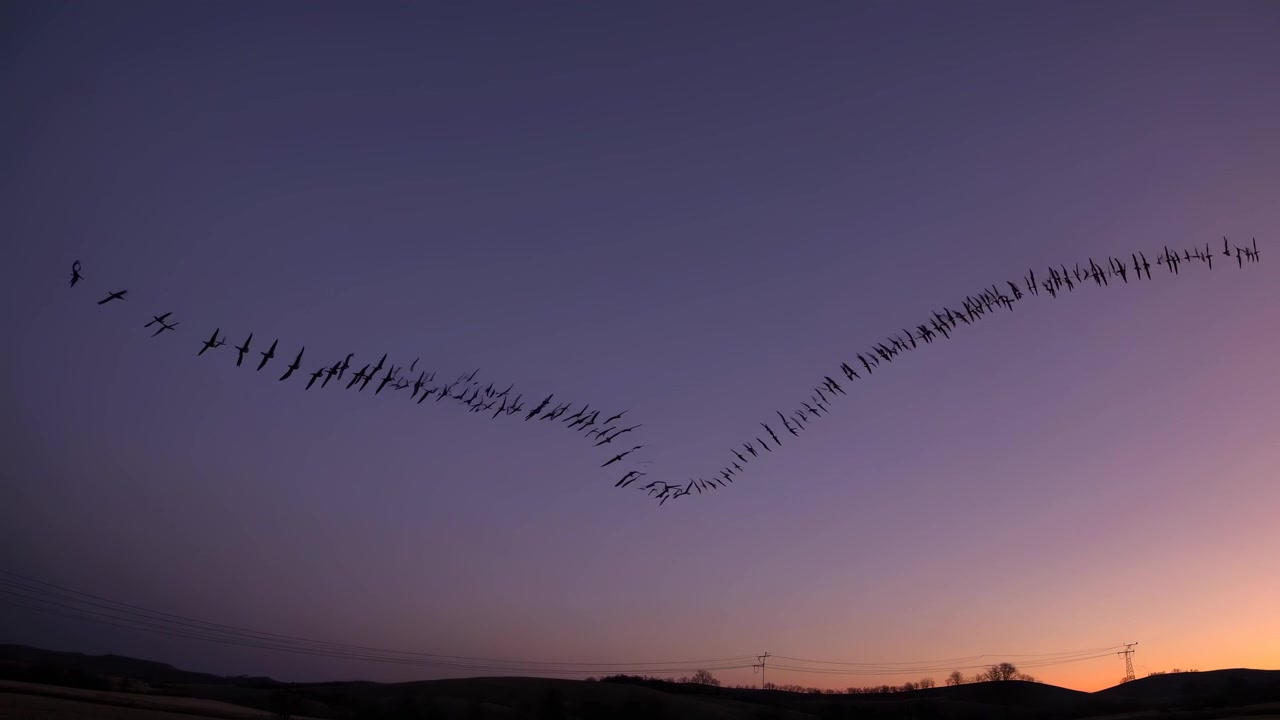 Flock of Migratory Birds Flying in Formation at Sunset