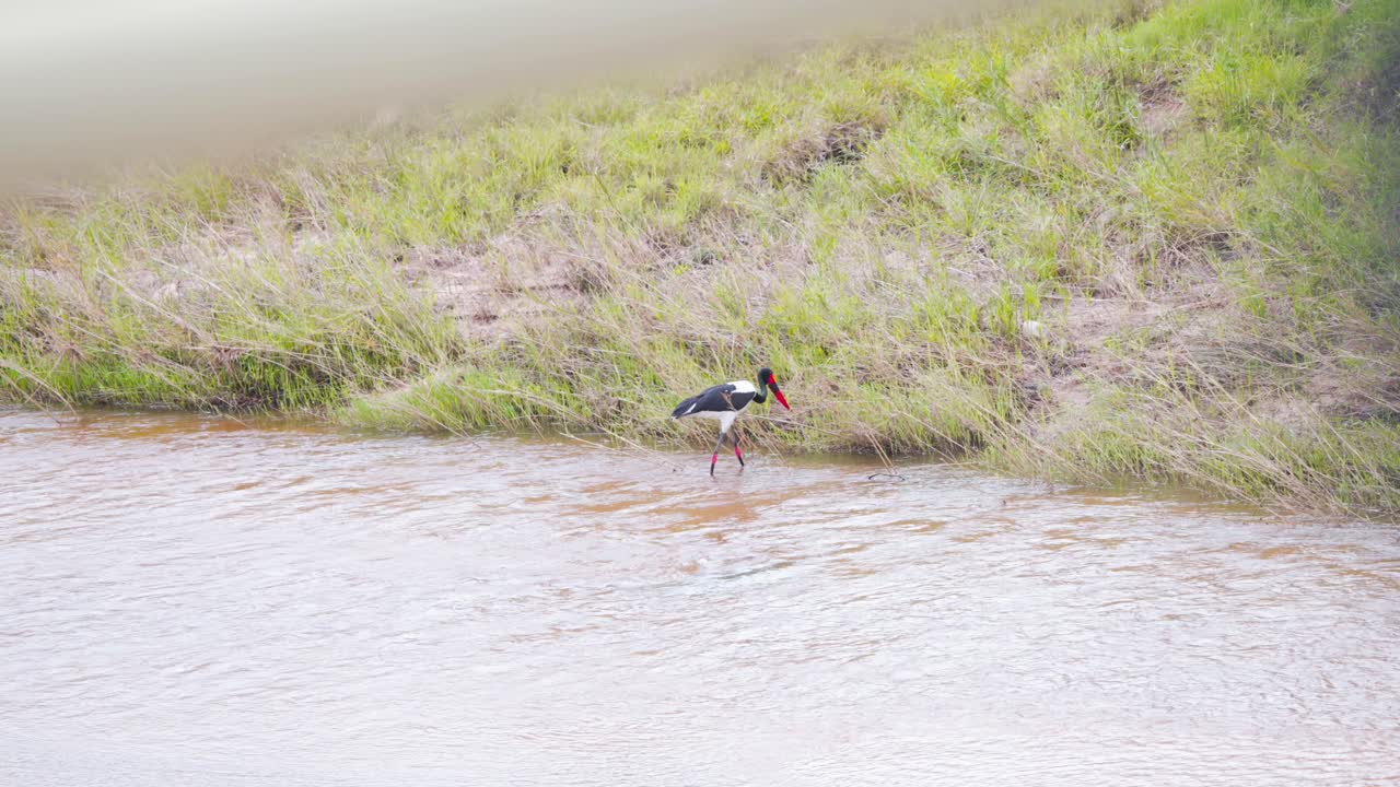 pájaro cigüeña de pico de silla con pico rojo vadeando a lo largo de la orilla de hierba del río