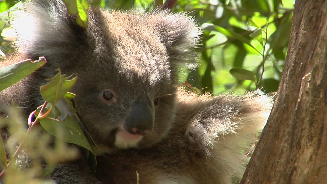 코알라 곰은 나무에 침착하게 앉아