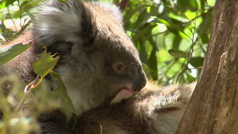 Un-Oso-Koala-Se-Sienta-Tranquilamente-En-Un-árbol