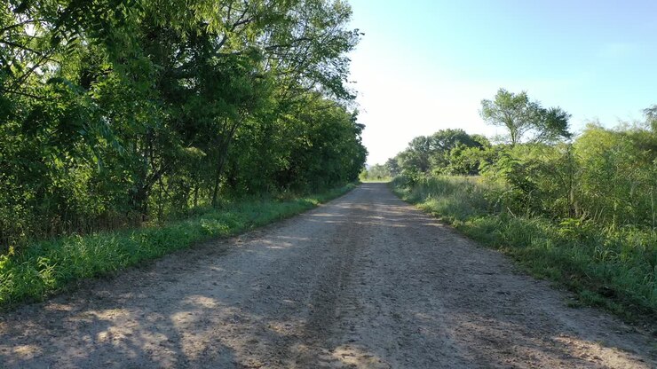 Country Road Through Trees on a Sunny Morning