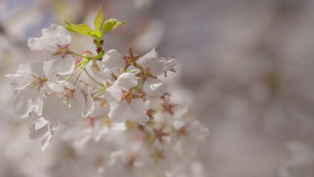 A flowering cherry tree branch showcasing white petals and emerging green buds. The natural sunlight creates a bright, cheerful aesthetic perfect for spring themes.