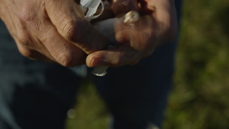 farmer hands breaking open a clove of garlic