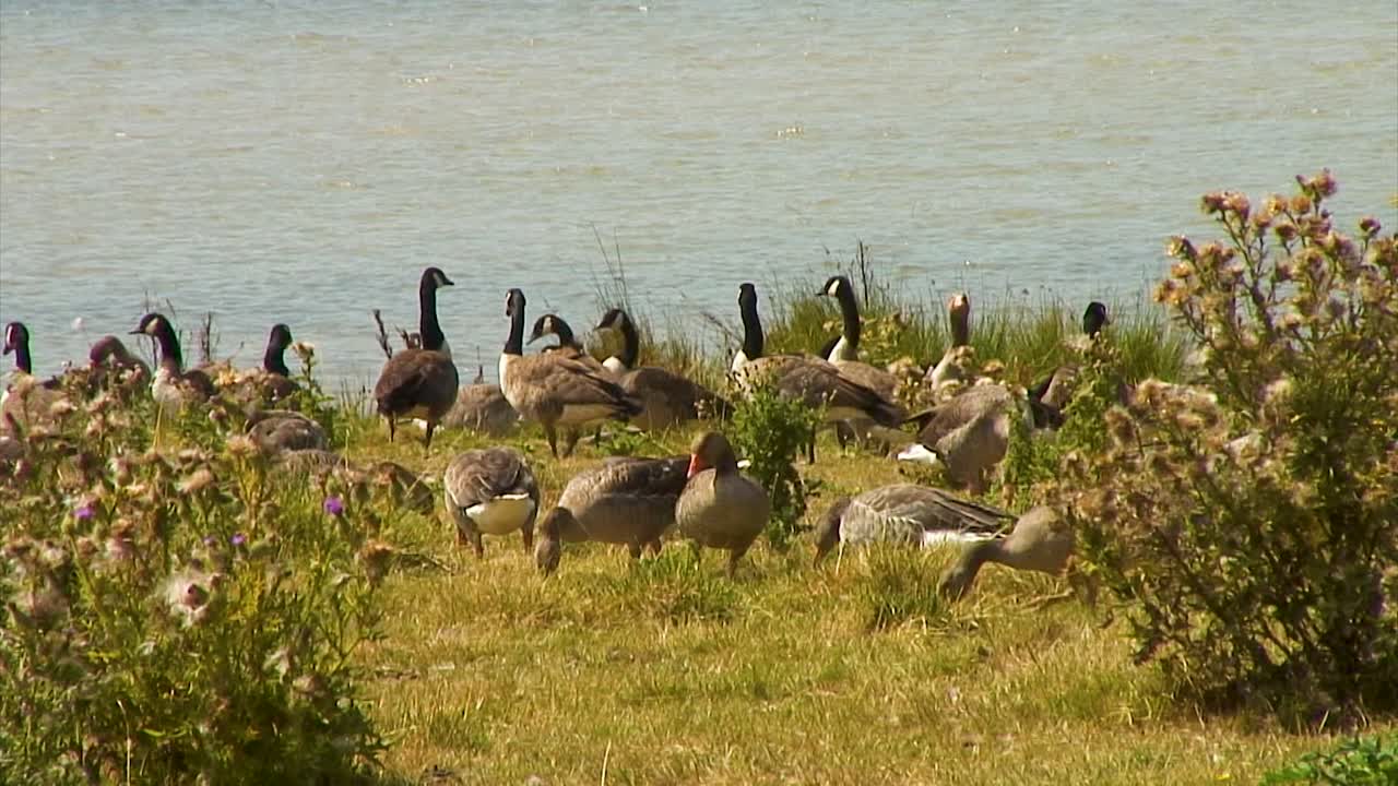 Oche selvatiche e oche del Canada sulle rive del bacino idrico di Eyebrook mentre si nutrono.