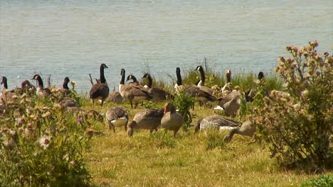 Graue-Lag-Und-Kanadagänse-Am-Ufer-Des-Eyebrook-Reservoir-Füttern