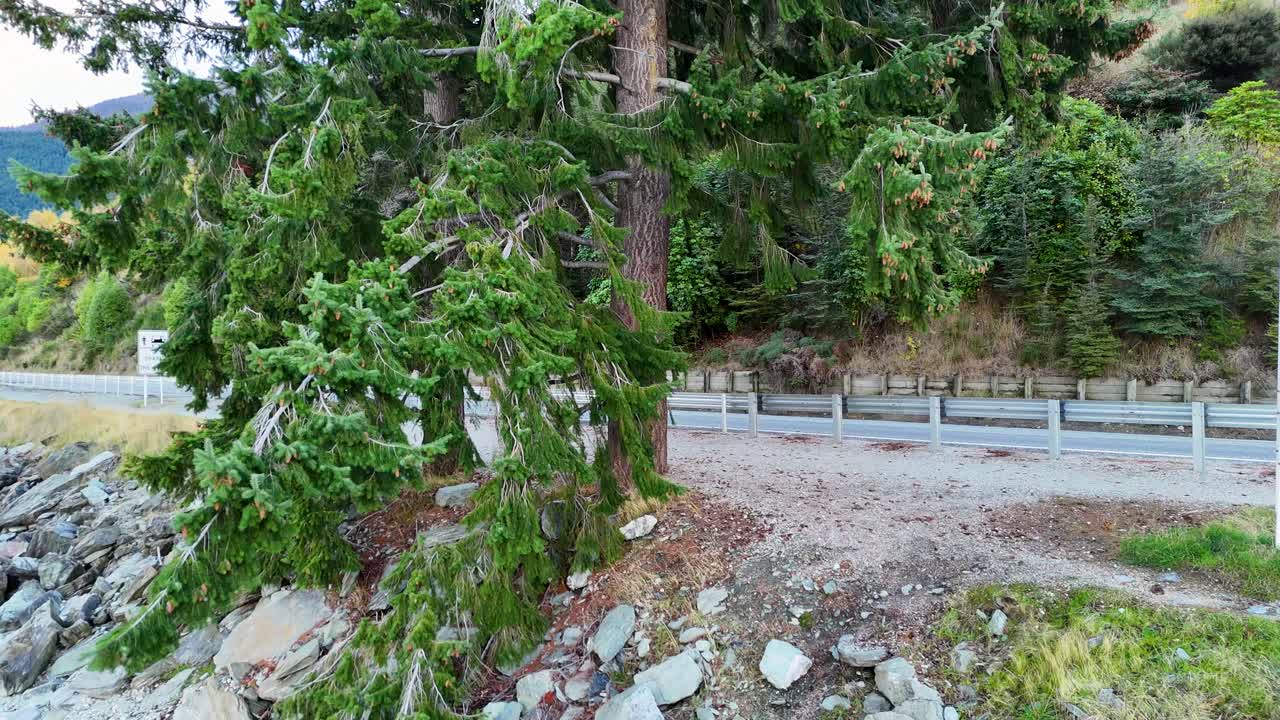 A tranquil scene of a pine tree near Lake Wakatipu, captured with steady camera movement in natural daylight
