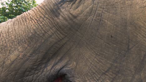 Primer-Plano-Extremo-De-Un-Elefante-Comiendo-En-El-Santuario-En-Chiang-Mai,-Tailandia