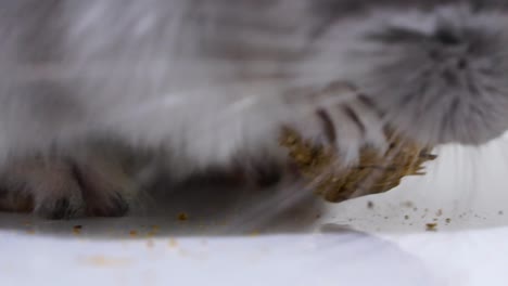 extreme closeup of chinchilla feet, white background studio shot