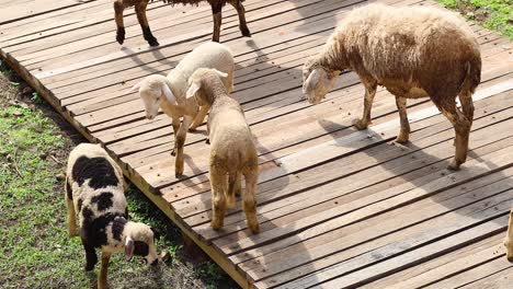 ovejas y corderos unidos en una pasarela de madera