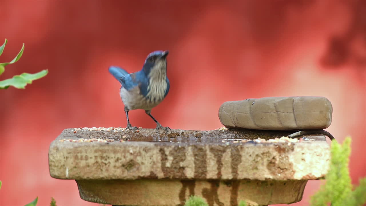 birdbath에서 블루 제이 새의 아름다운 샷