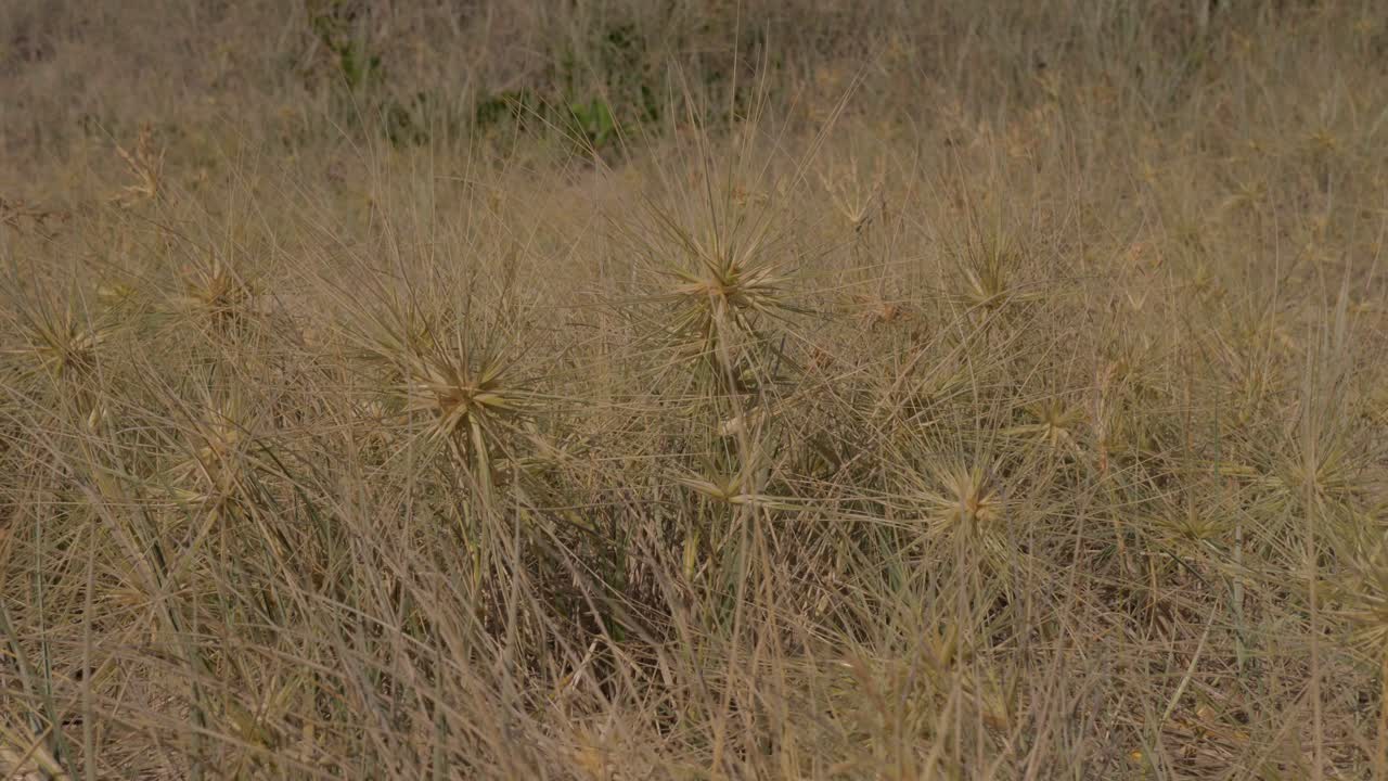 spinifex plantas costeras perennes crece en dunas de arena - cabeza de lennox, nsw, australia