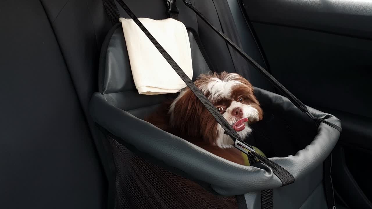 un cachorro de shih tzu de 5 meses viajando en coche dentro del asiento de seguridad.