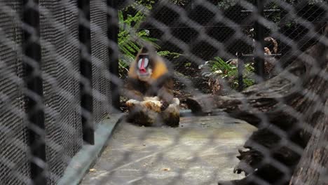 un mandril grande se sienta en la esquina de su jaula