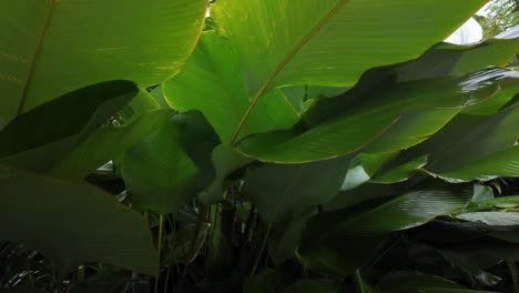 canna discolor fern plant with big leaves nature, water drops humid rainy season