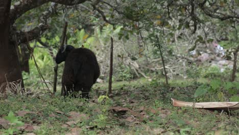 Static-close-up-shot-of-black-sheep-tied-to-tree