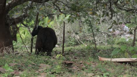 static close up shot of black sheep tied to tree