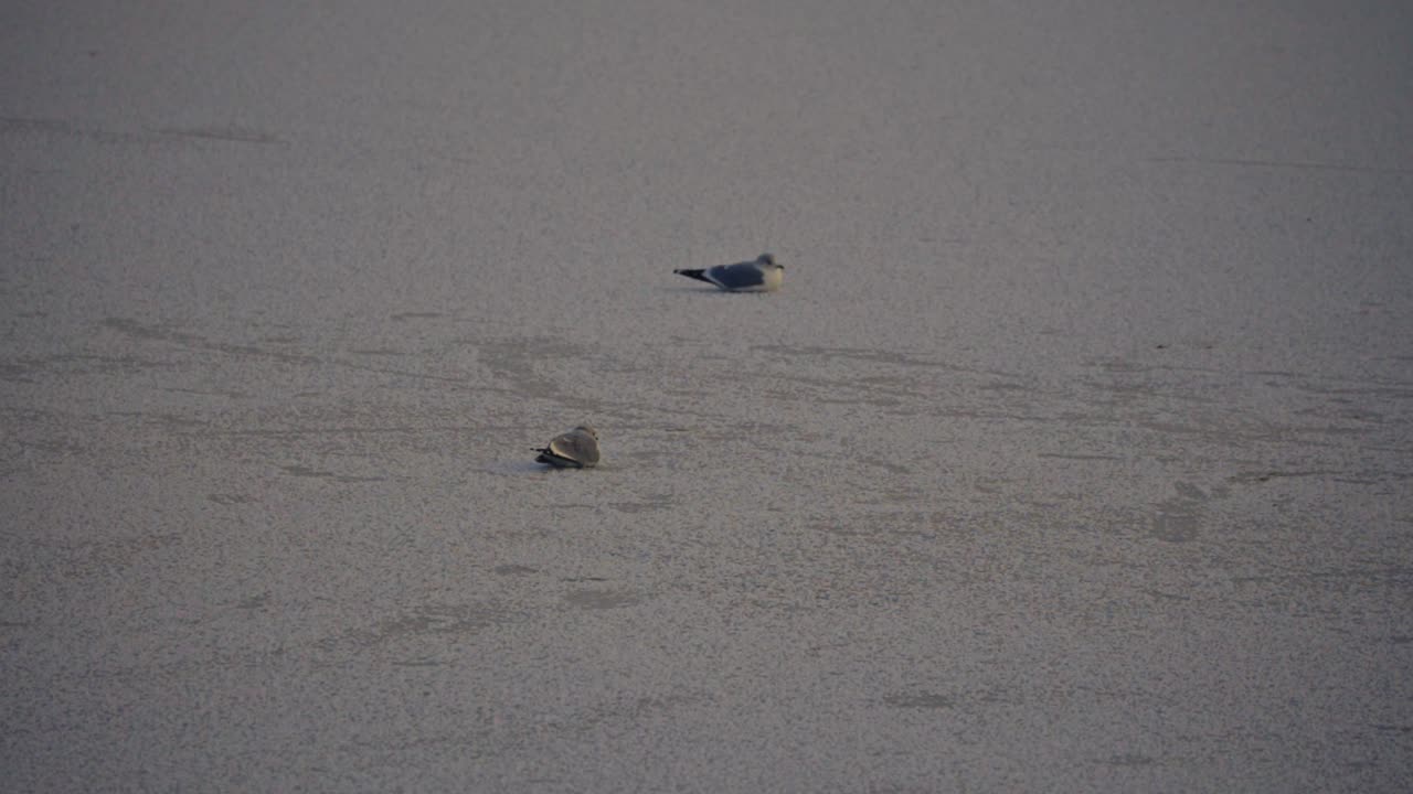 Two Seagulls on Ice