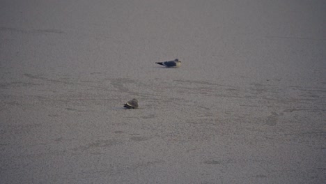 two seagulls on ice