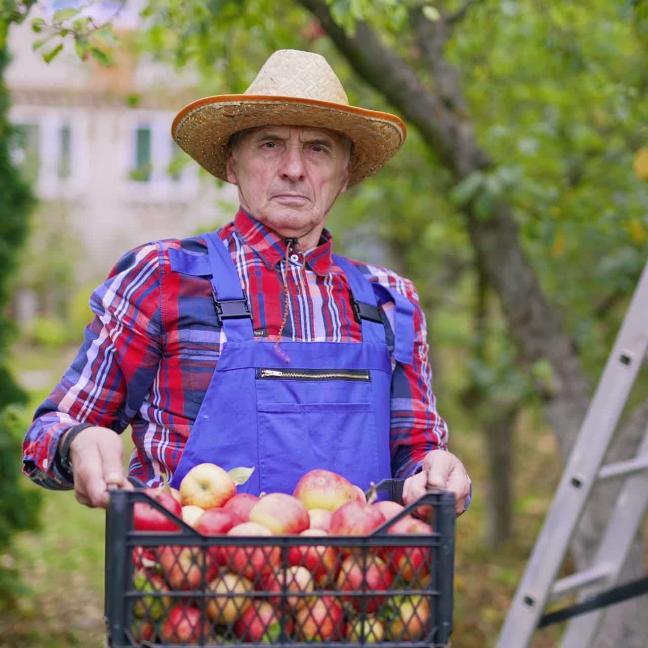 Farmer working with fresh fruits. Gardener holding busket full of apples