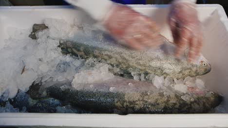 hands show off a large salmon chilled by ice 1