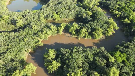 Drone-view-of-the-riparian-forest-and-the-curves-formed-by-the-river