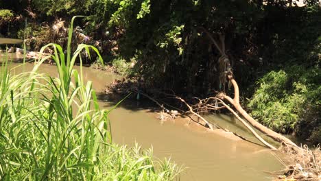 Following-pan-of-riverbank-with-non-biodegradable-garbage-and-affected-greenery-due-to-inundation-and-flooding