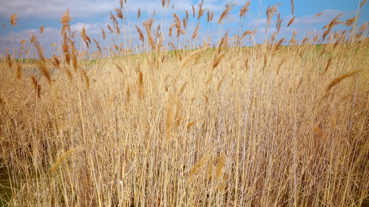 호수 에 있는 아름다운 사탕수수 - 근접