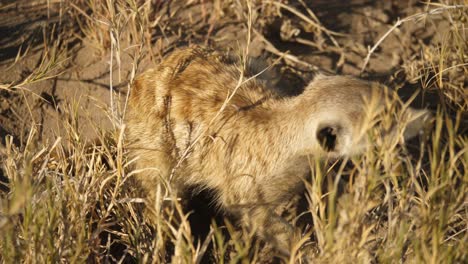 suricata cavando, comiendo una comida jugosa