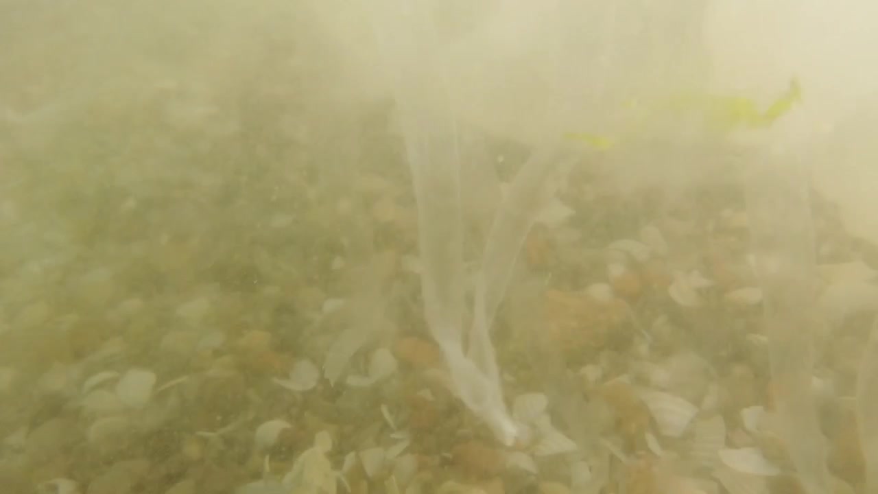 Ubur-ubur di laut. Spesies ubur-ubur Rhizostoma pulmo
