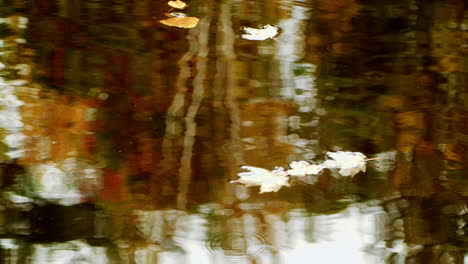 Fall-leaves-in-water-with-raindrops-falling-near-them