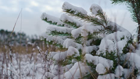 Snow covered spruce branch at winter close up. White soft snow lying on fir tree