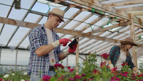 Colleagues-florists-work-together-with-tablet-computers-in-a-rose-growing-greenhouse.-Small-business-doing-flower-check-teamwork-on-a-tablet-computer-over-the-Internet.