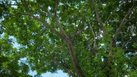 tree is waving by soft wind in natural. beautiful sun shines through foliage. "rain