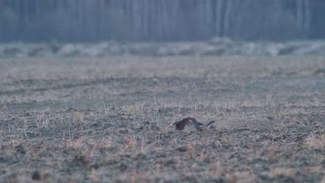 A-pair-of-black-grouse-are-fighting,-lekking-during-spring-mating-season-in-early-morning-light