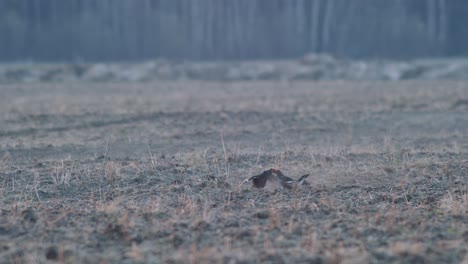 una pareja de gallinas negras están luchando, lequeando durante la temporada de apareamiento de primavera a la luz de la mañana temprano
