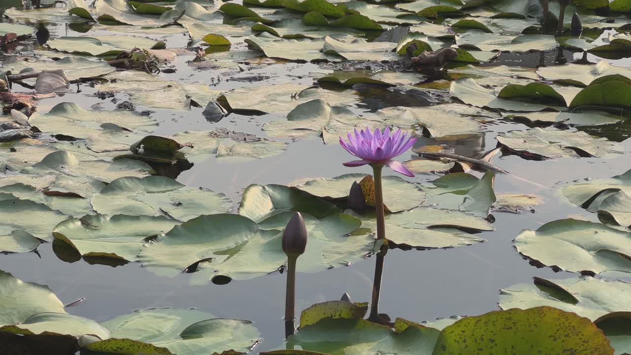 closeup shot of Beautiful purple Water Lilly also called purple lotus in the botanical garden