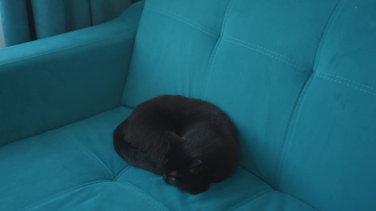 Serene Feline Lounging On Tranquil Cushion, Calm Morning Scene With Relaxed Black Cat Nestled On Teal Sofa, Tranquil Scene Of Domestic Cat Relaxing On Soft Cushion During Peaceful Morning