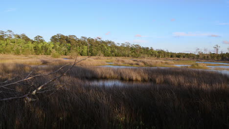 Wide-salt-marsh-in-the-early-spring,-with-slight-movement