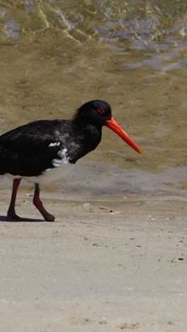 bird examines and moves egg along sandy shore