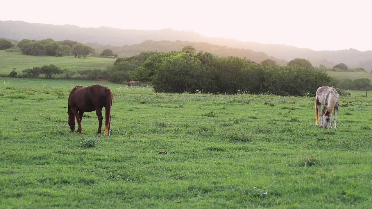 toma fija de dos grandes caballos pastando y alimentándose de la exuberante hierba verde en un rancho en hawaii
