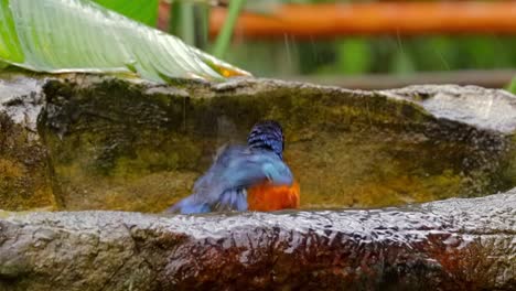 Starling-bird-playing-with-water