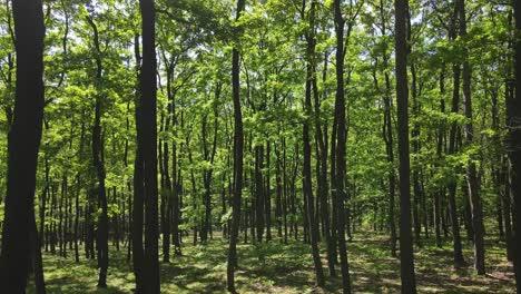 moving-in-the-green-forest