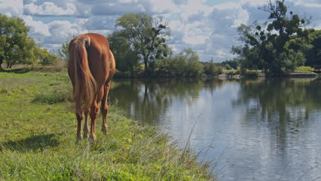 horses grazing in the field