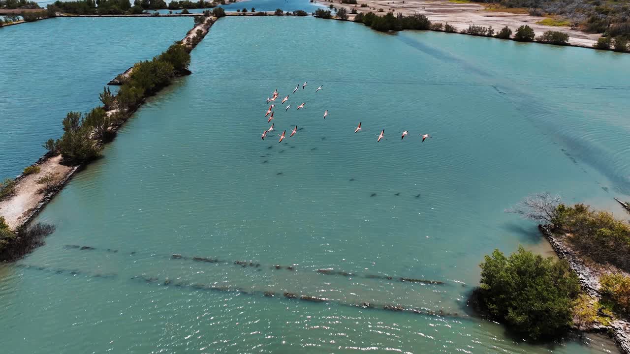 드론은 쿠라카오의 호수 위에서 날아다니는 플라밍고 한 무리를 따라가고 있습니다.