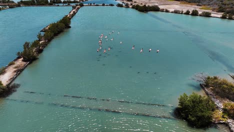 the drone is following a group of flamingos flying above a lake in curacao aerial footage 4k