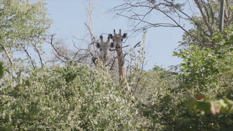 Two-giraffes-staring-at-the-camera-from-behind-some-small-trees